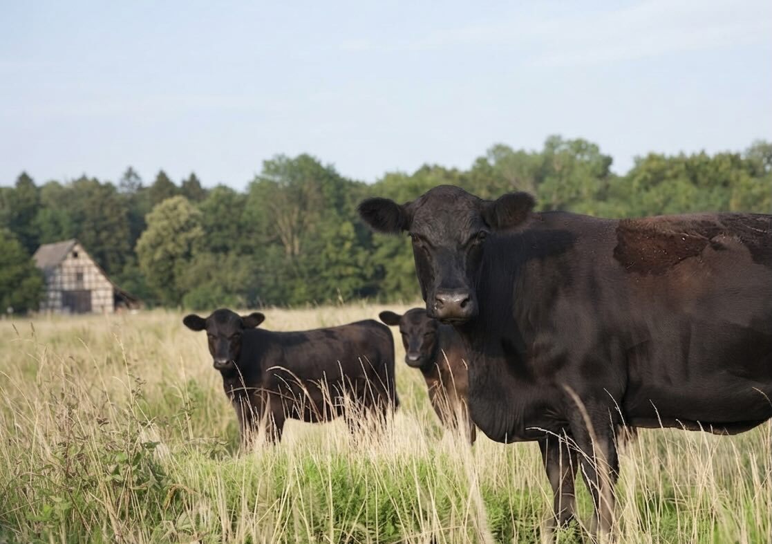 German Angus Cattle